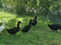 Junge Pommernenten, Erpel & Enten