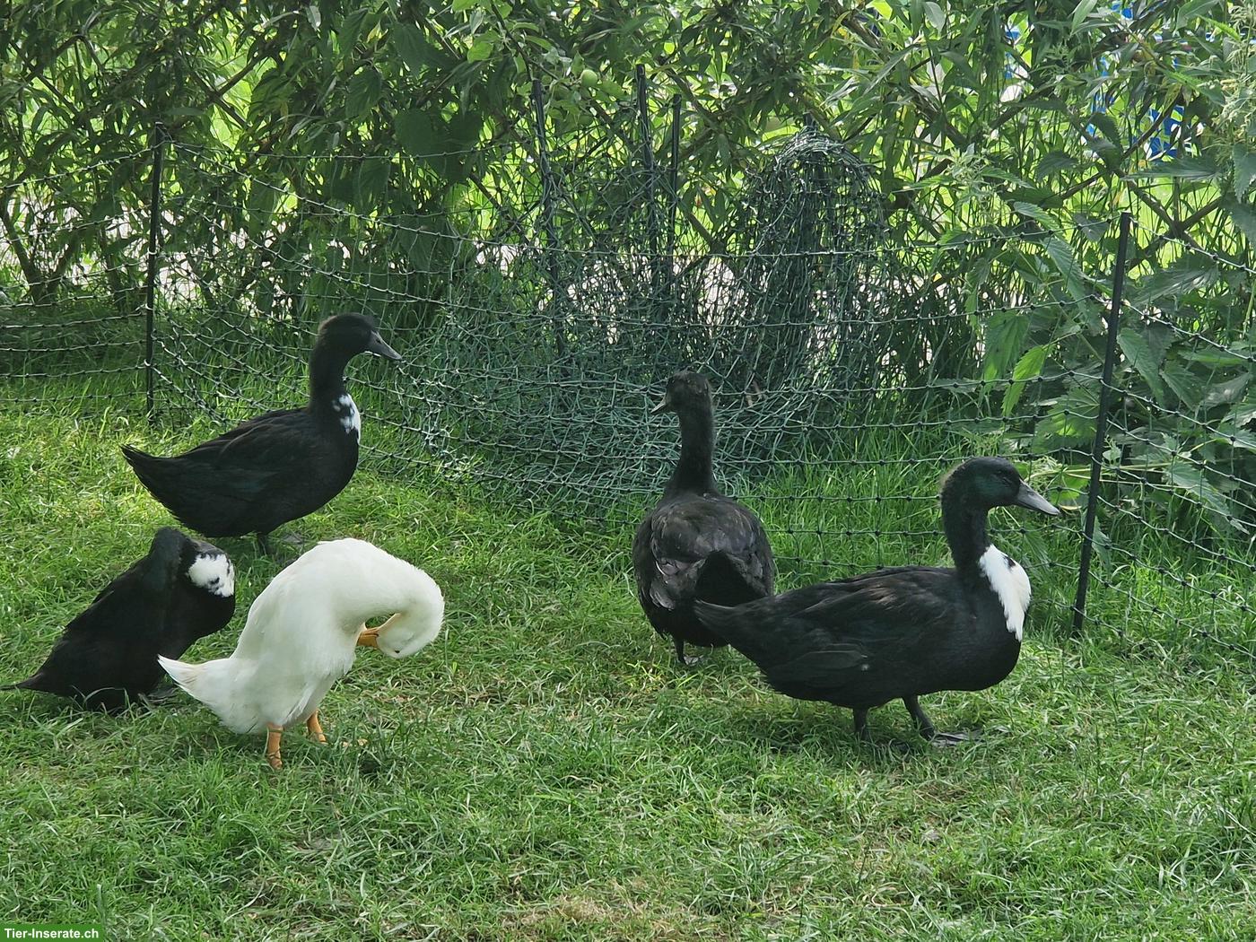 Bild 2: Junge Pommernenten, Erpel & Enten