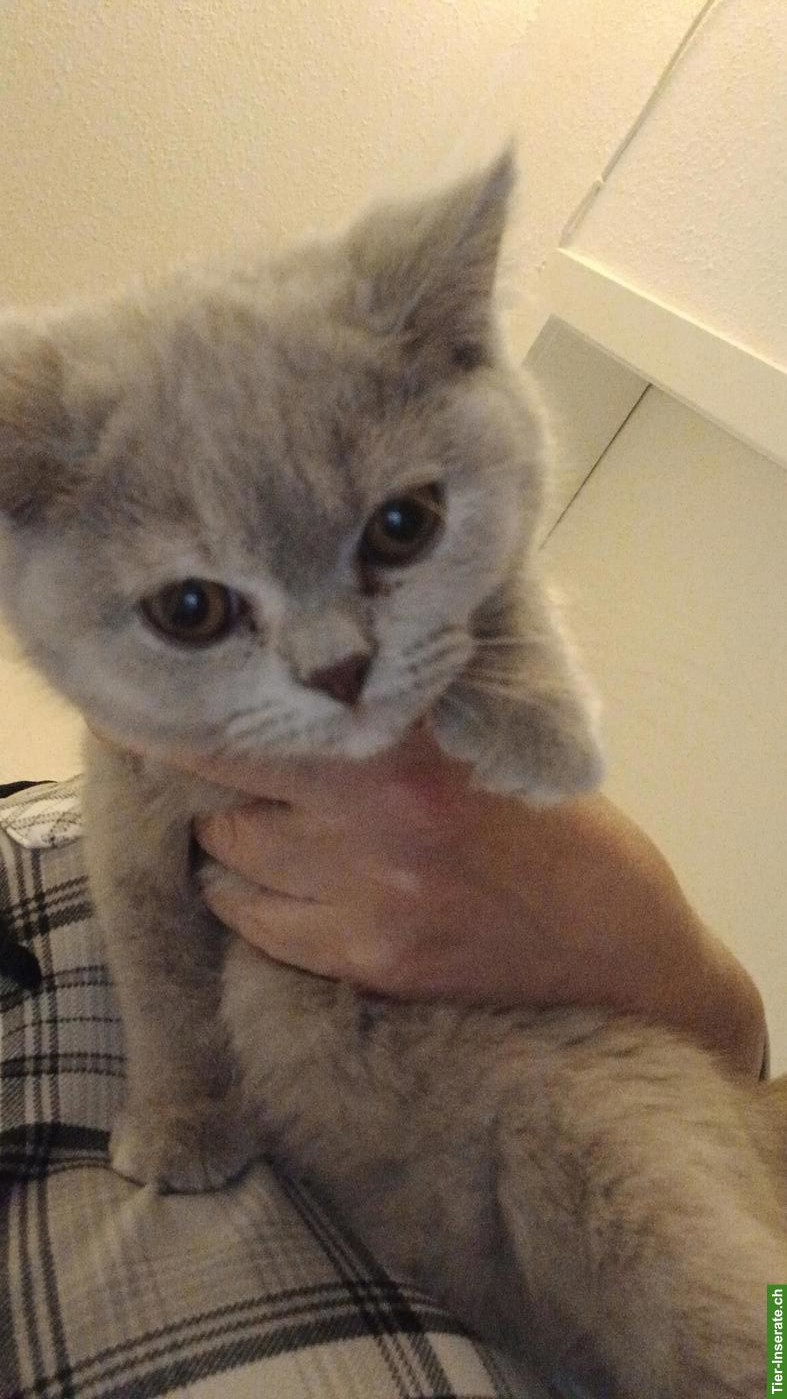 Bild 2: BKH Babykatzen in Creme/Lila, männlich und weiblich