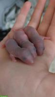 Rattenbabys aus Hobby-Rattenzucht