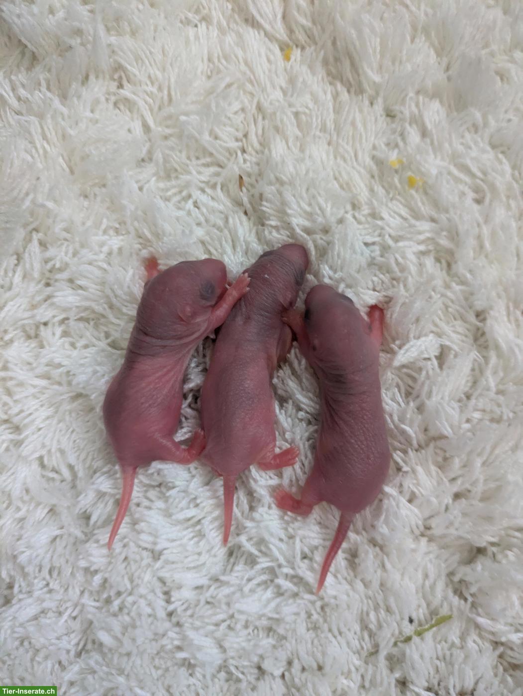 Bild 2: Rattenbabys aus Hobby-Rattenzucht