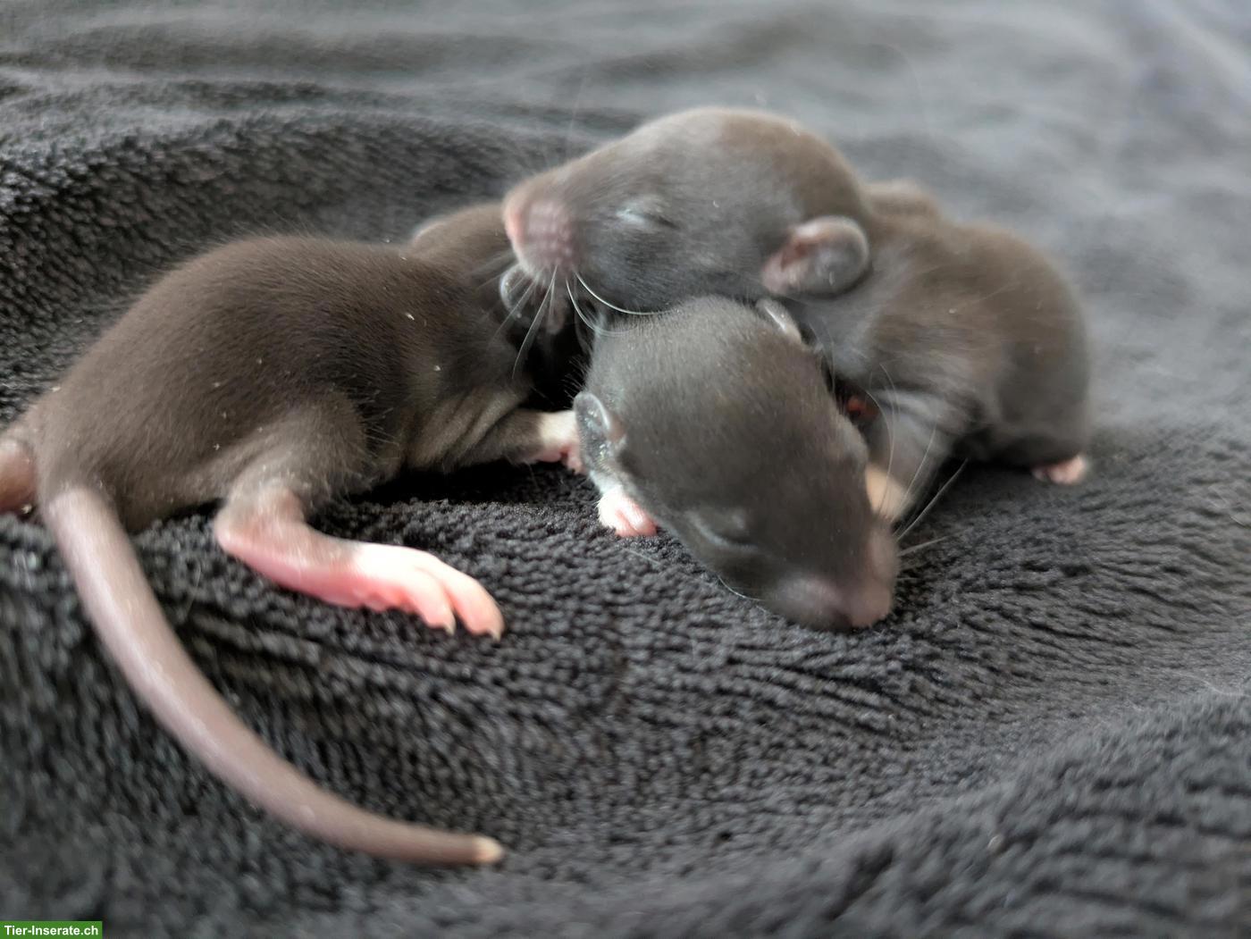 Bild 4: Rattenbabys aus Hobby-Rattenzucht