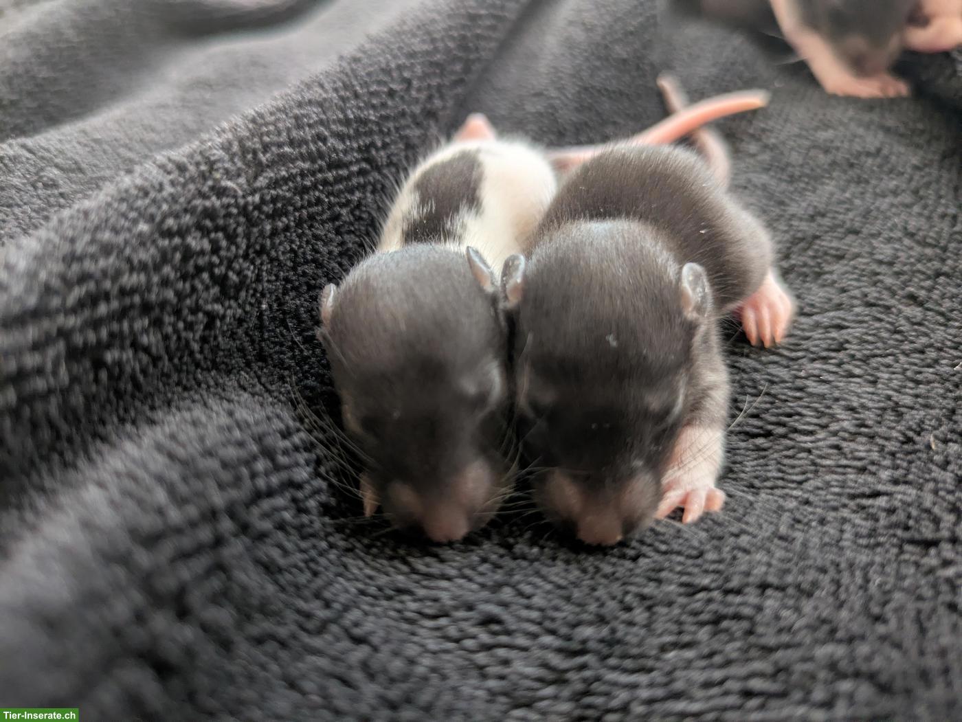 Bild 5: Rattenbabys aus Hobby-Rattenzucht