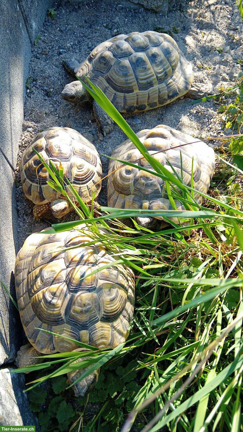 4 Griechische Landschildkröten suchen ein neues Zuhause