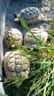 4 Griechische Landschildkröten suchen ein neues Zuhause