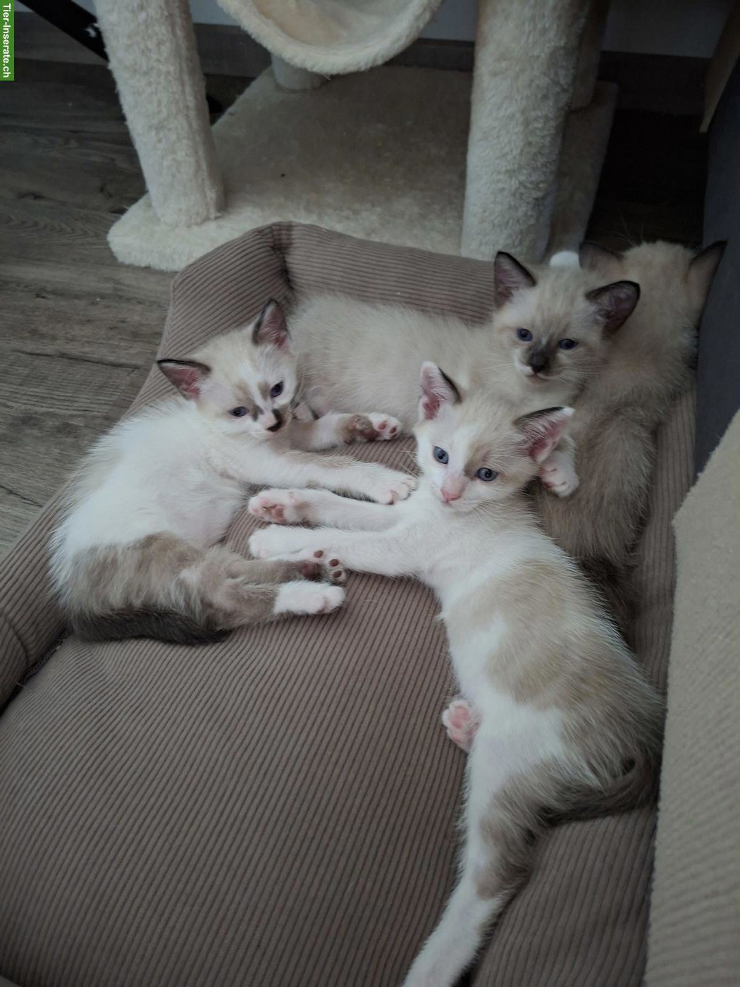 Siam-Mix Kitten suchen ein liebevolles Zuhause