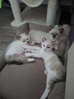 Siam-Mix Kitten suchen ein liebevolles Zuhause