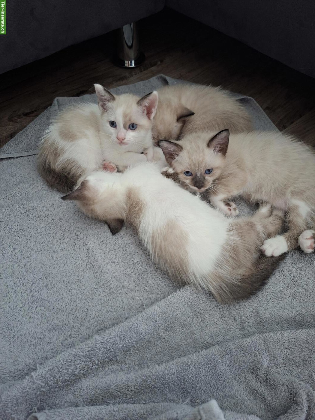 Bild 2: Siam-Mix Kitten suchen ein liebevolles Zuhause