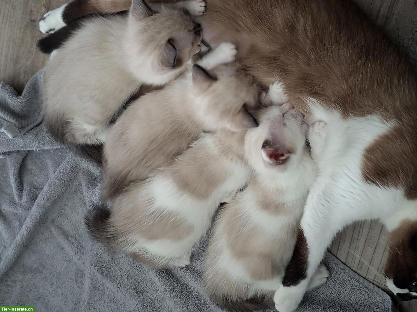Bild 3: Siam-Mix Kitten suchen ein liebevolles Zuhause