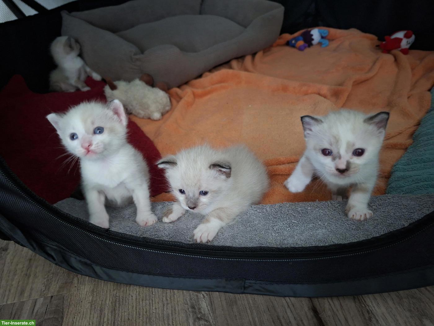 Bild 4: Siam-Mix Kitten suchen ein liebevolles Zuhause