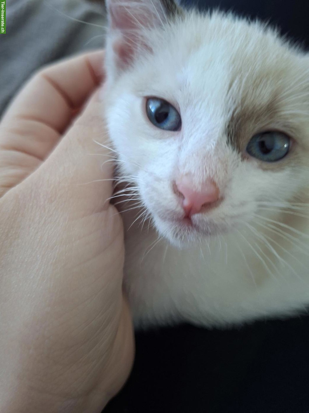 Bild 5: Siam-Mix Kitten suchen ein liebevolles Zuhause