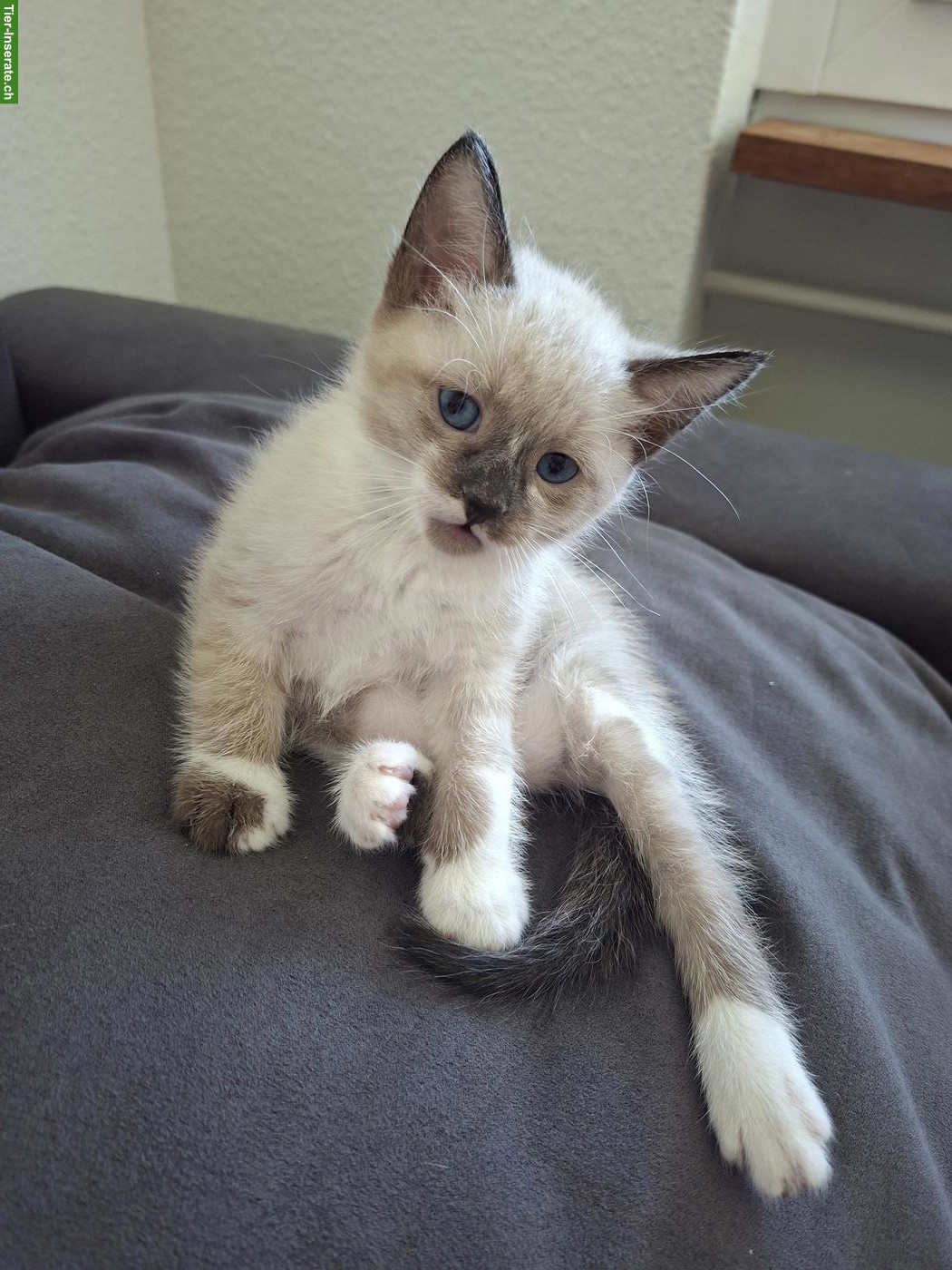 Bild 6: Siam-Mix Kitten suchen ein liebevolles Zuhause