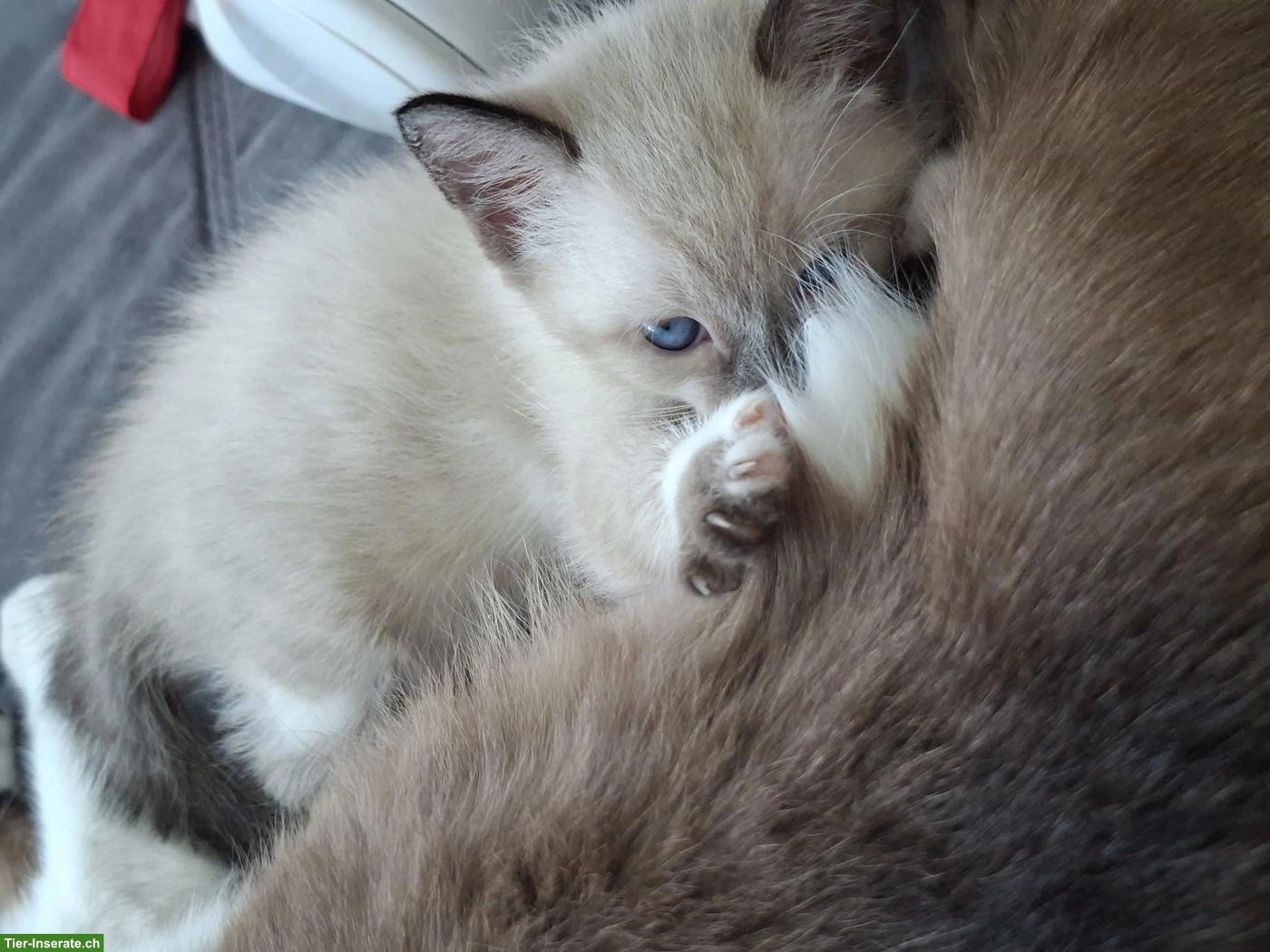 Bild 7: Siam-Mix Kitten suchen ein liebevolles Zuhause