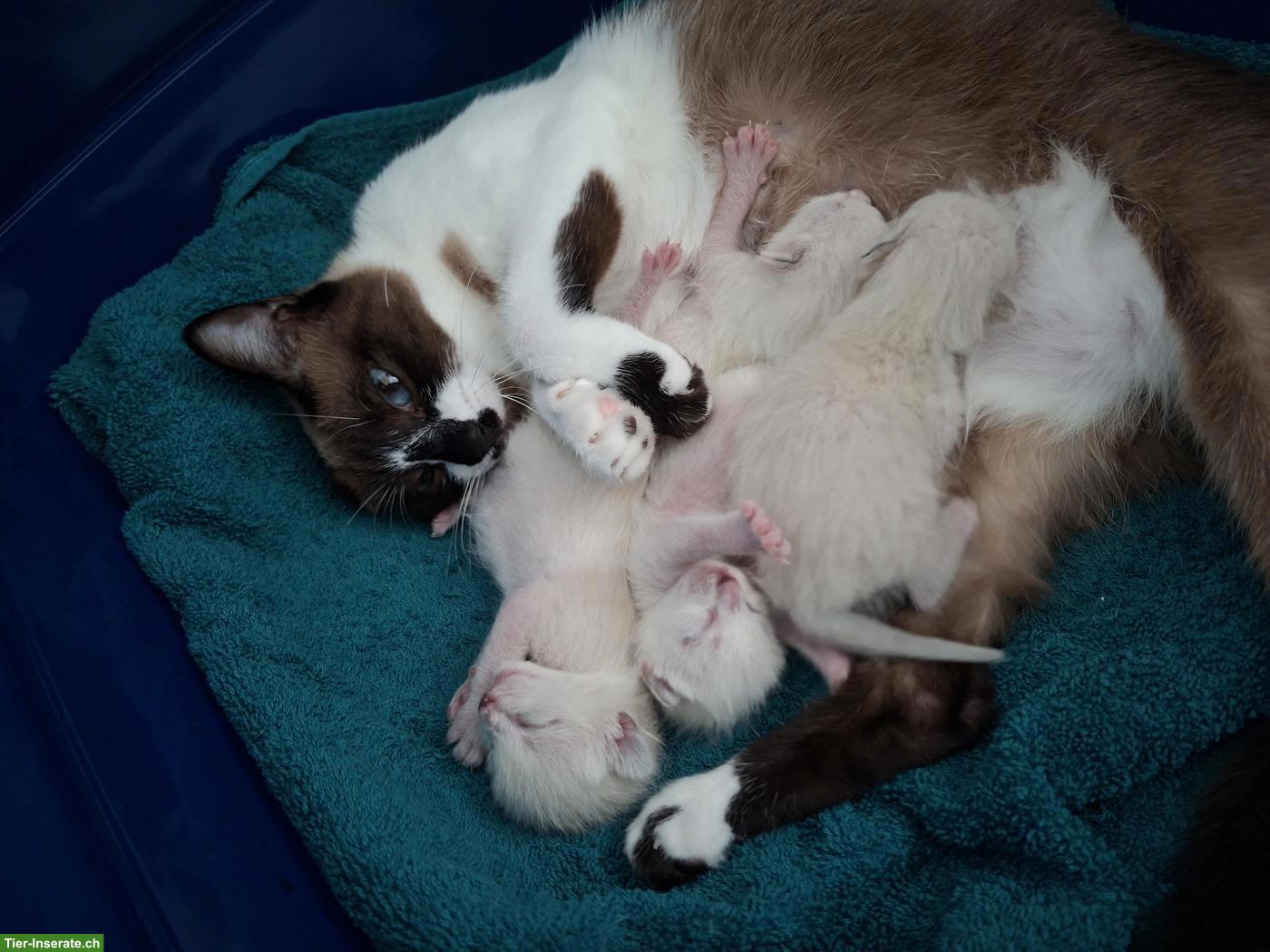 Bild 8: Siam-Mix Kitten suchen ein liebevolles Zuhause