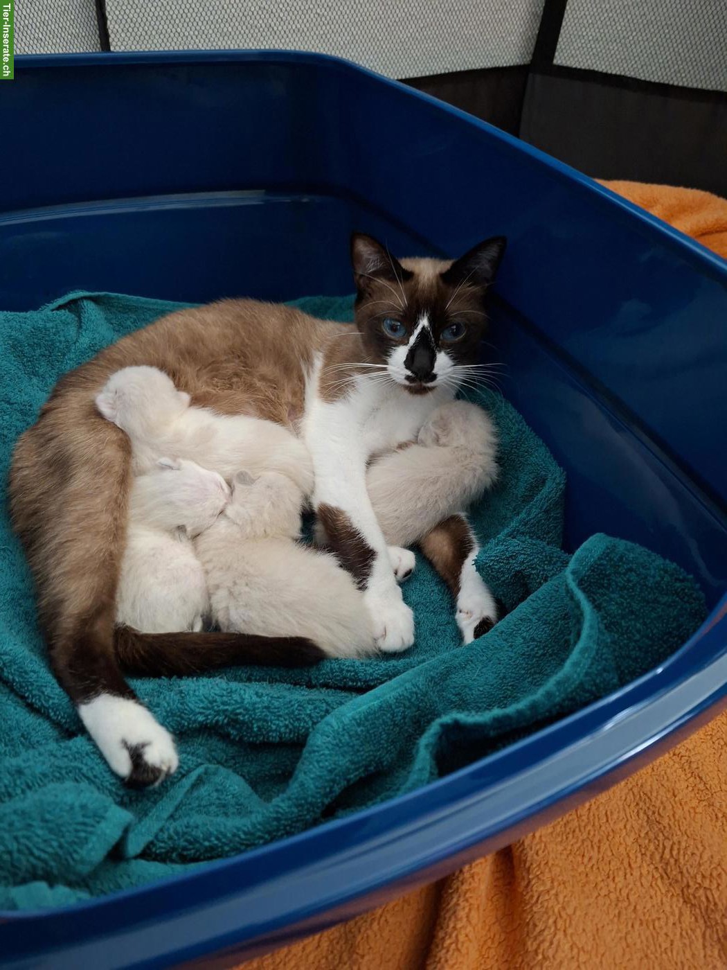 Bild 9: Siam-Mix Kitten suchen ein liebevolles Zuhause