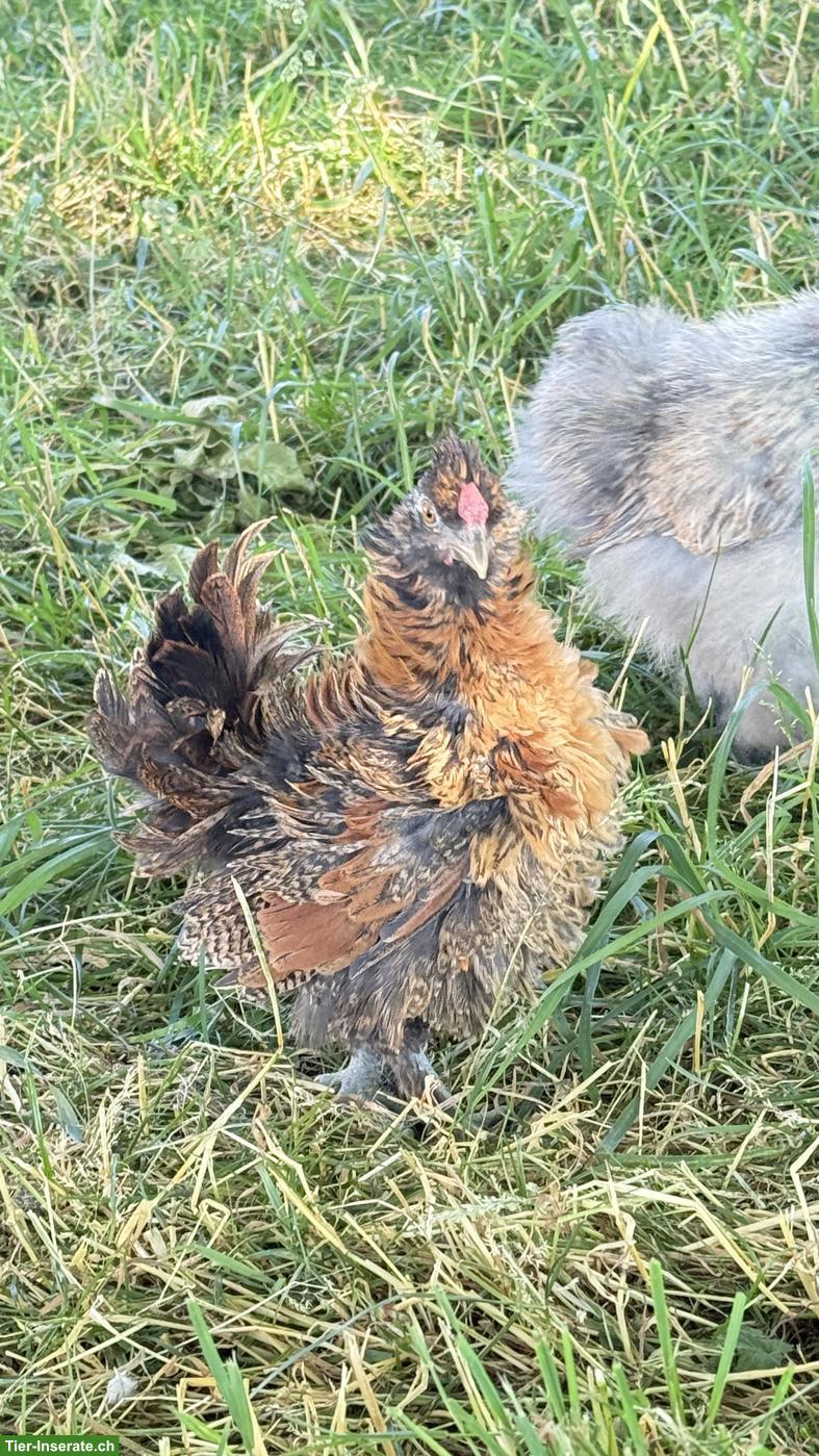 Bild 2: Junger Seidenhuhn-Mix Hahn