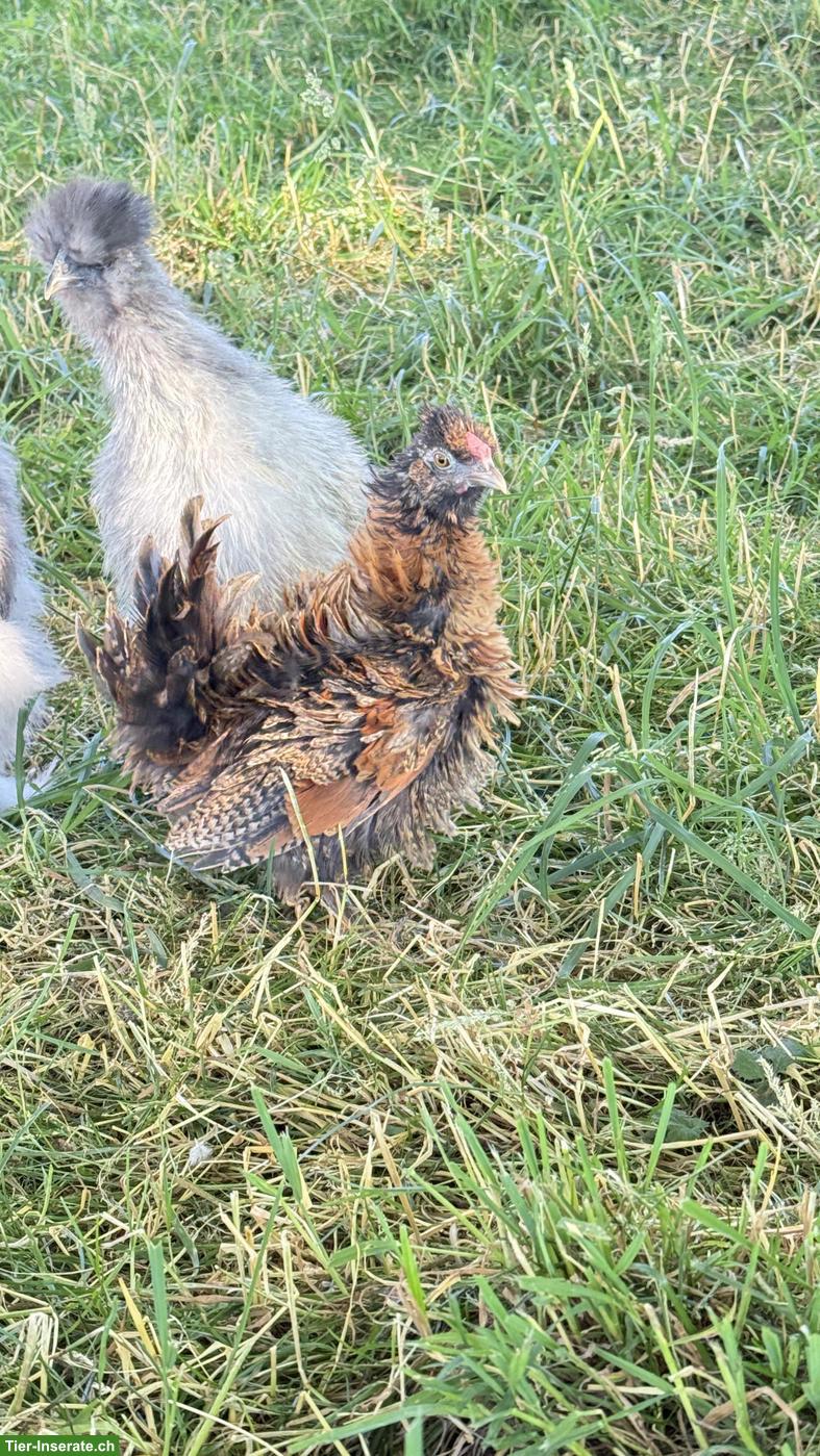 Bild 3: Junger Seidenhuhn-Mix Hahn
