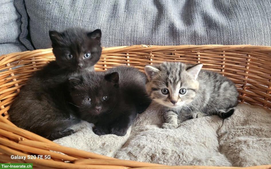 Bild 10: BKH Mix Kitten suchen ein Zuhause mit Freilauf