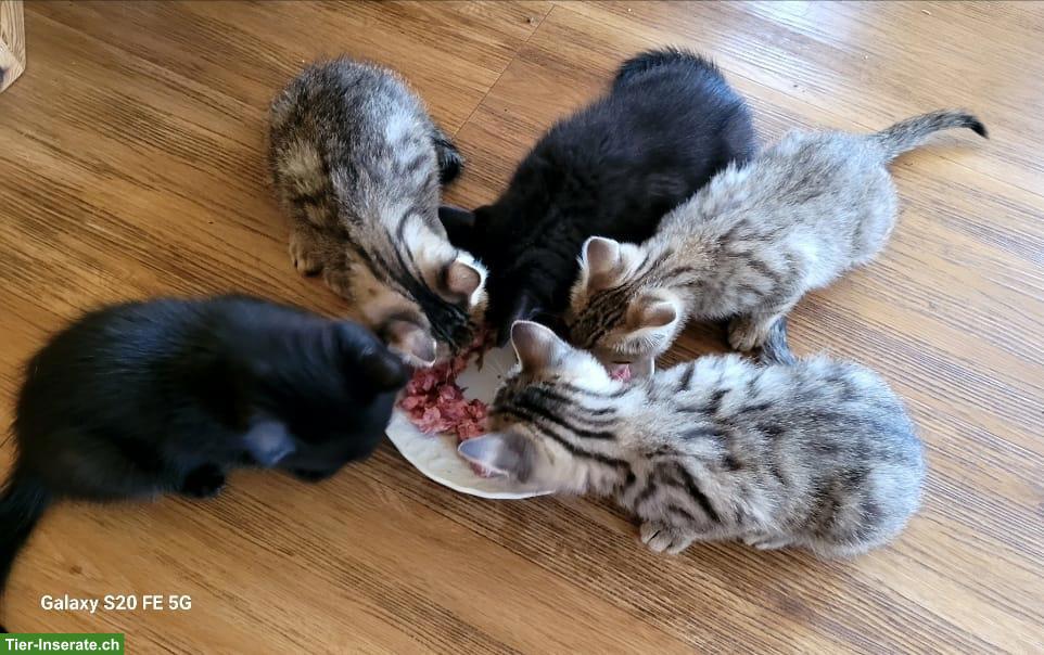 Bild 5: BKH Mix Kitten suchen ein Zuhause mit Freilauf