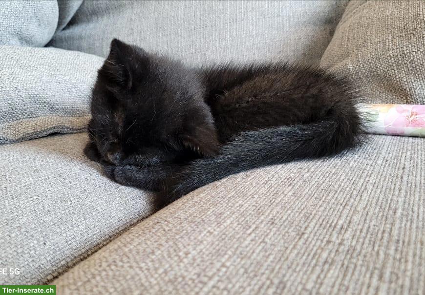 Bild 6: BKH Mix Kitten suchen ein Zuhause mit Freilauf