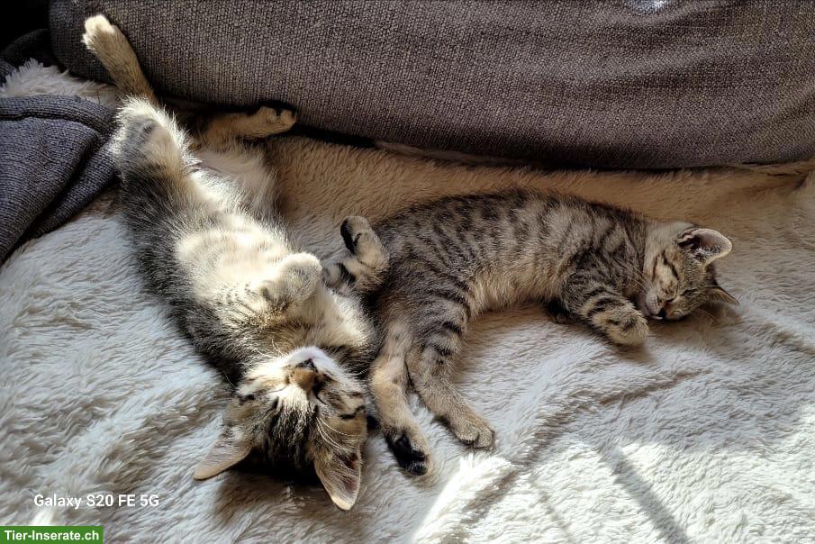 Bild 7: BKH Mix Kitten suchen ein Zuhause mit Freilauf