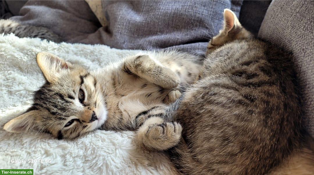 Bild 8: BKH Mix Kitten suchen ein Zuhause mit Freilauf
