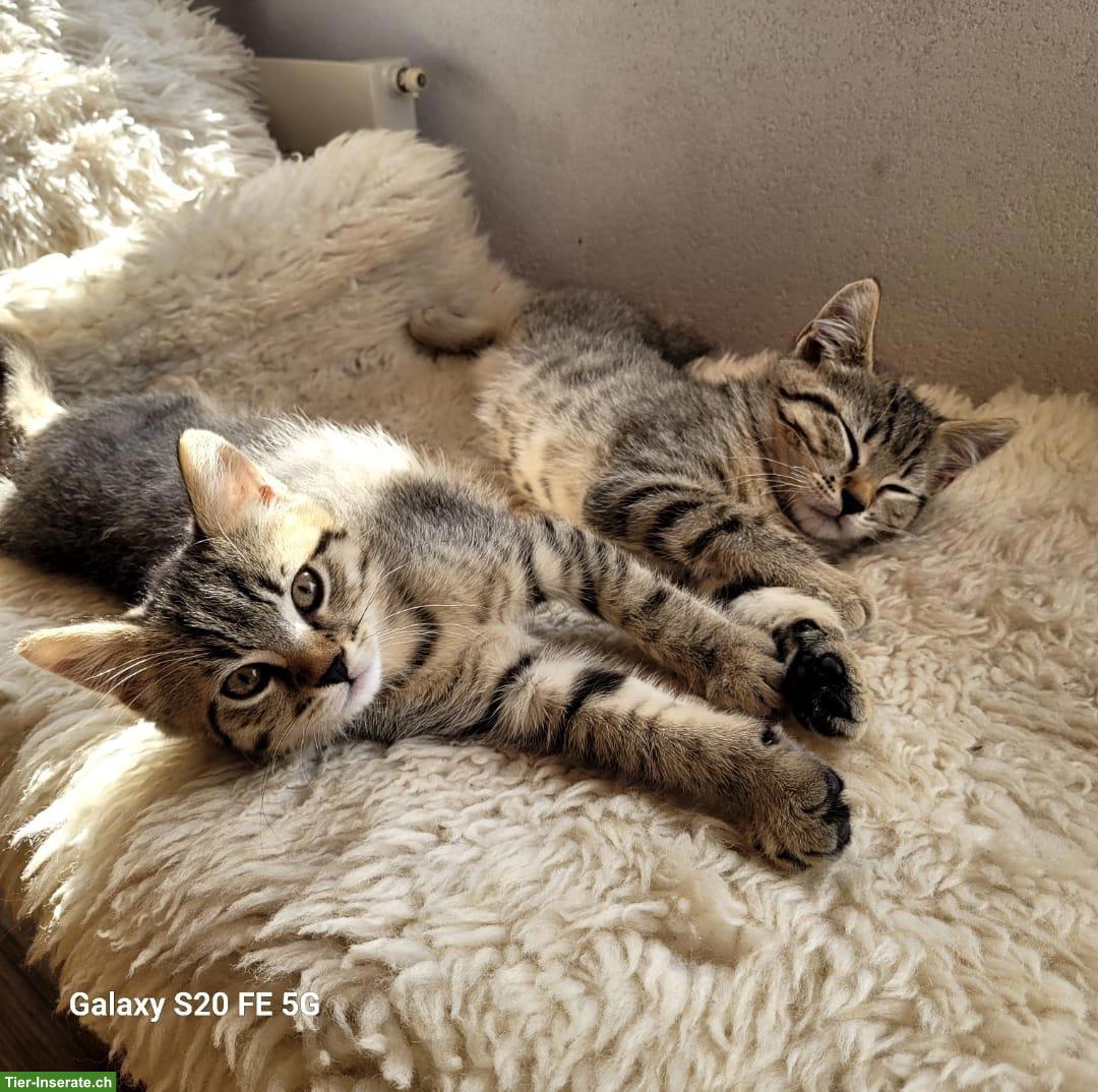 Bild 9: BKH Mix Kitten suchen ein Zuhause mit Freilauf