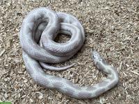 1.2 Lampropeltis californiae, Kalifornische Kettennatter
