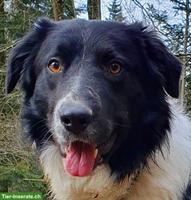 Border Collie Deckrüde, KEIN Verkauf