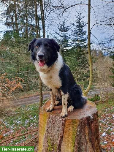 Bild 2: Border Collie Deckrüde, KEIN Verkauf