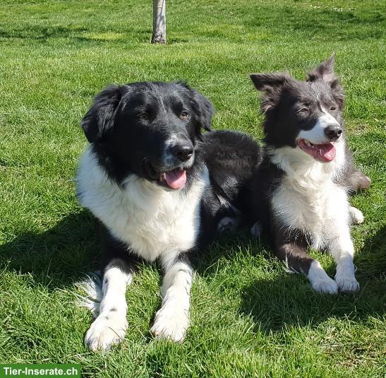 Bild 3: Border Collie Deckrüde, KEIN Verkauf