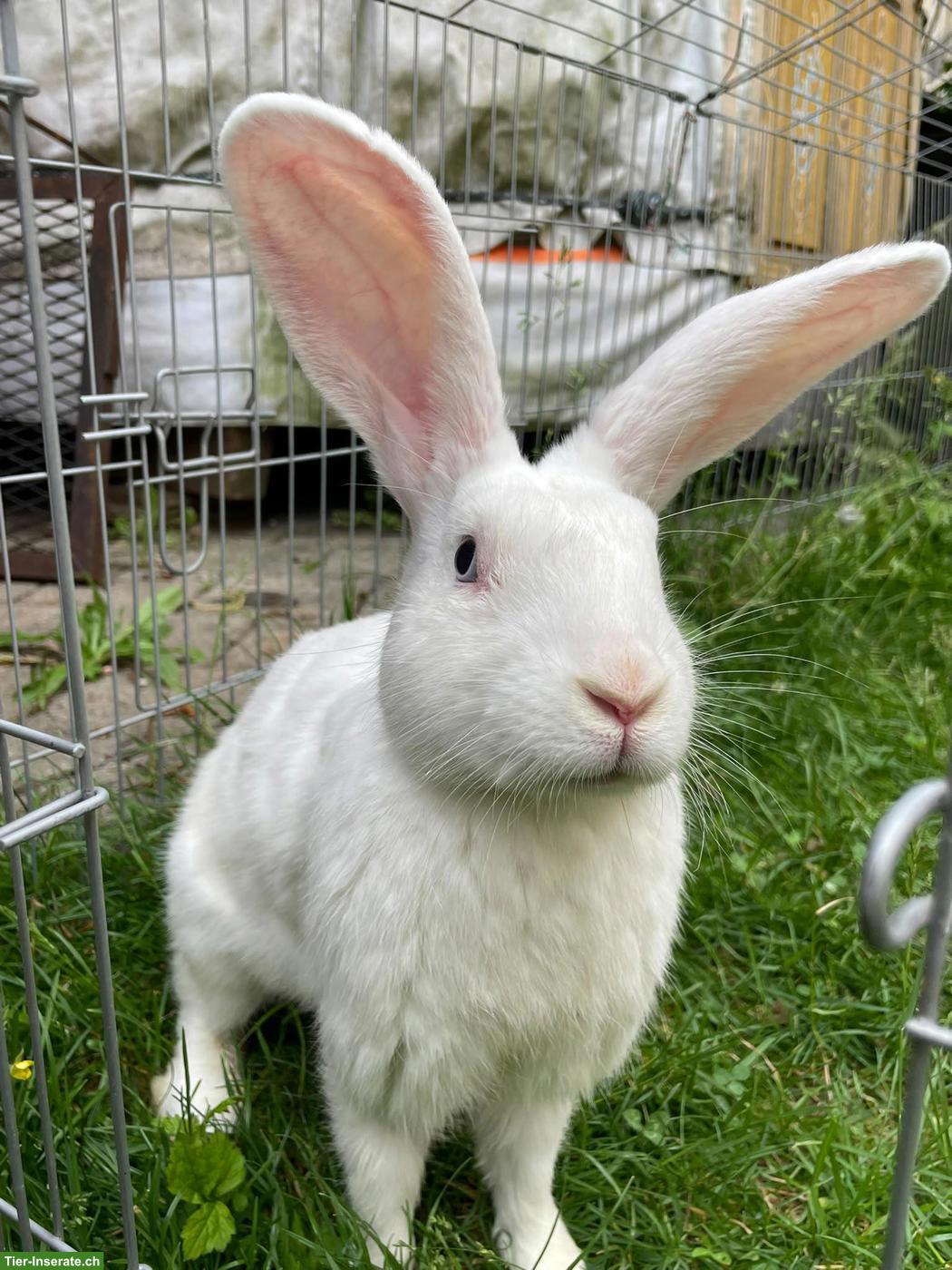 Gerettetes weisses Kaninchen sucht Zuhause