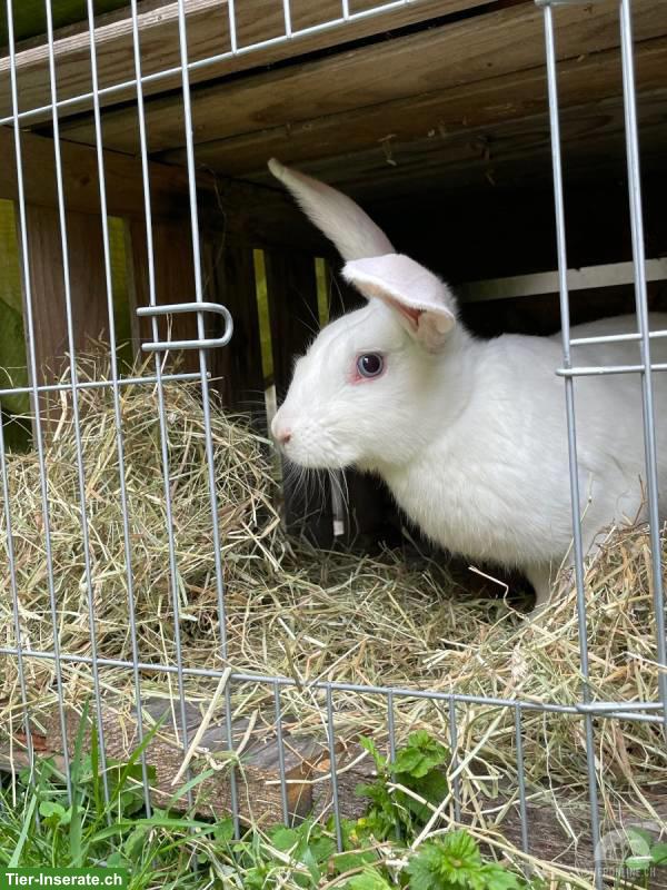 Bild 2: Gerettetes weisses Kaninchen sucht Zuhause