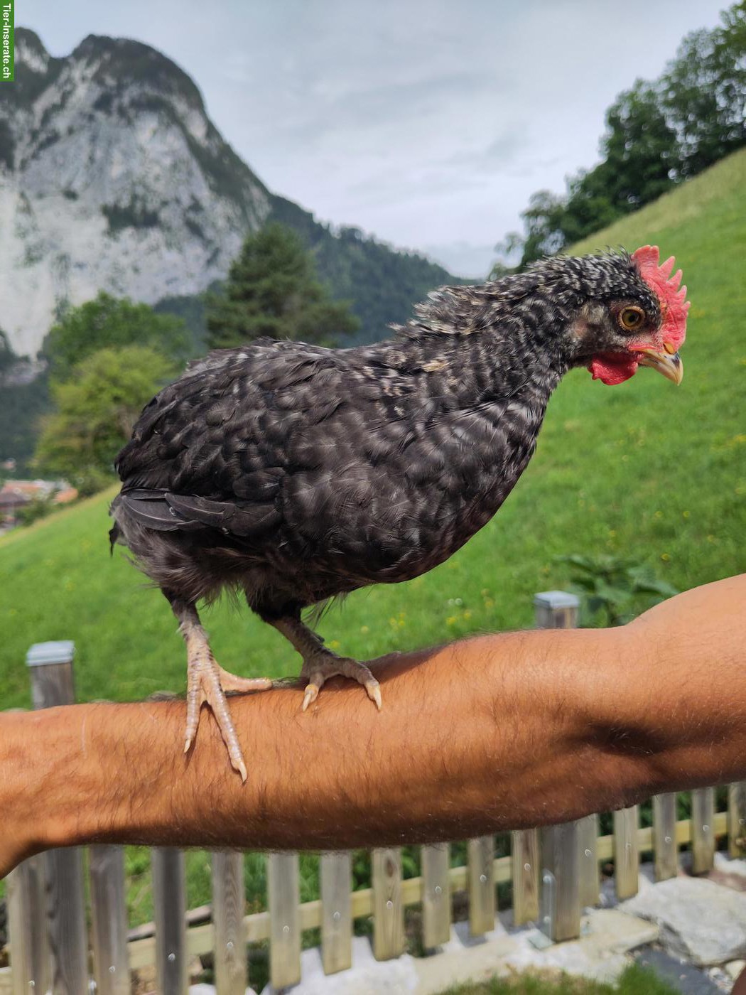 Junge Marans Hähne zu verschenken
