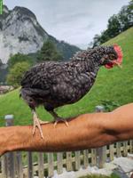 Junge Marans Hähne zu verschenken