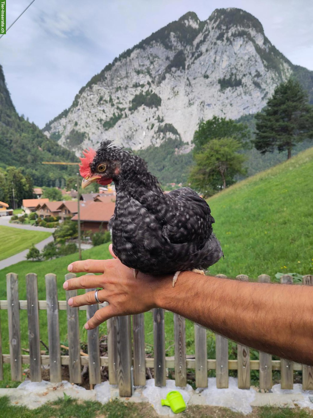 Bild 2: Junge Marans Hähne zu verschenken