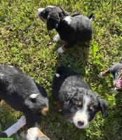 Entlebucher x Appenzeller Sennenhund Mischlingswelpen