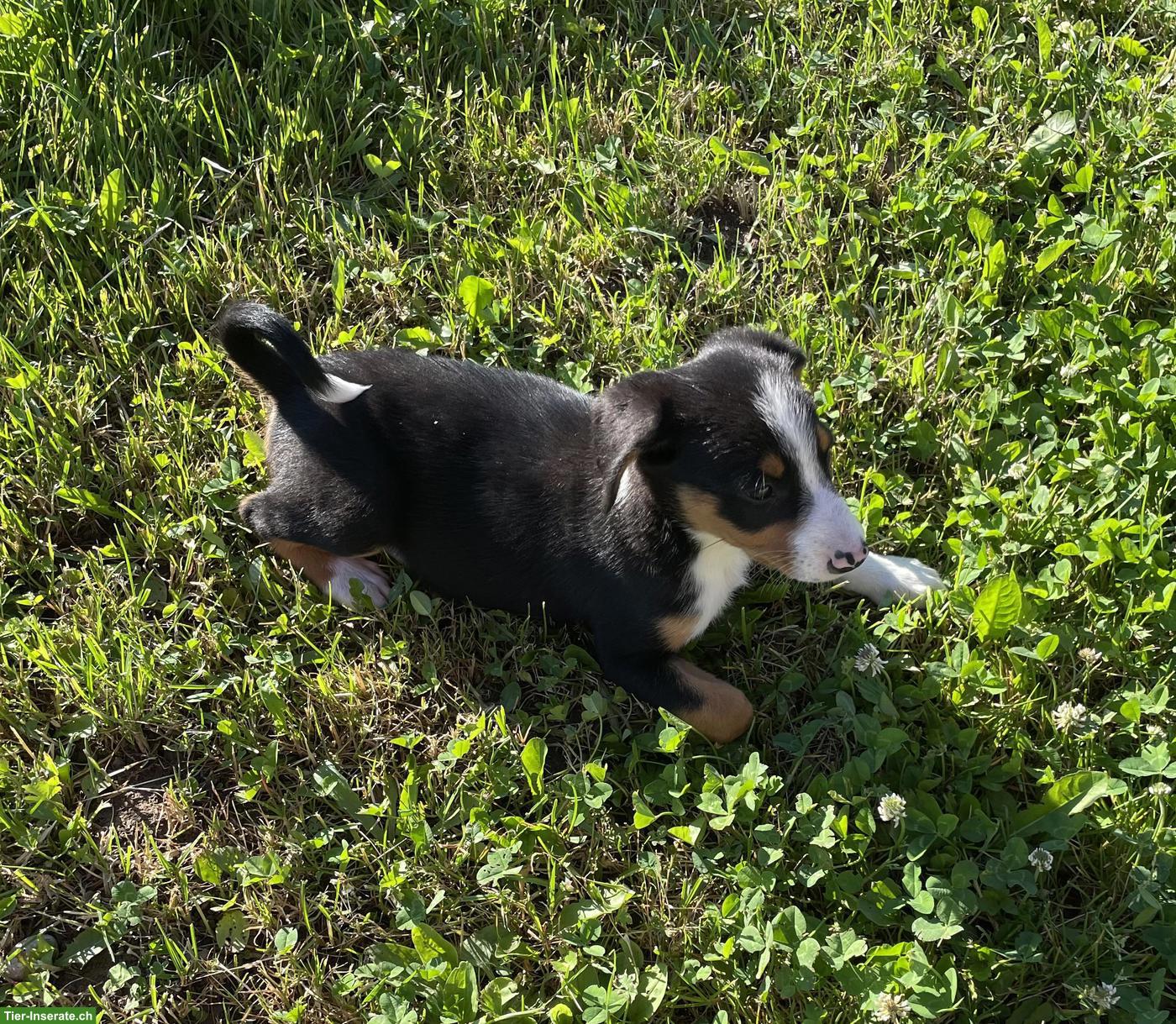 Bild 2: Entlebucher x Appenzeller Sennenhund Mischlingswelpen