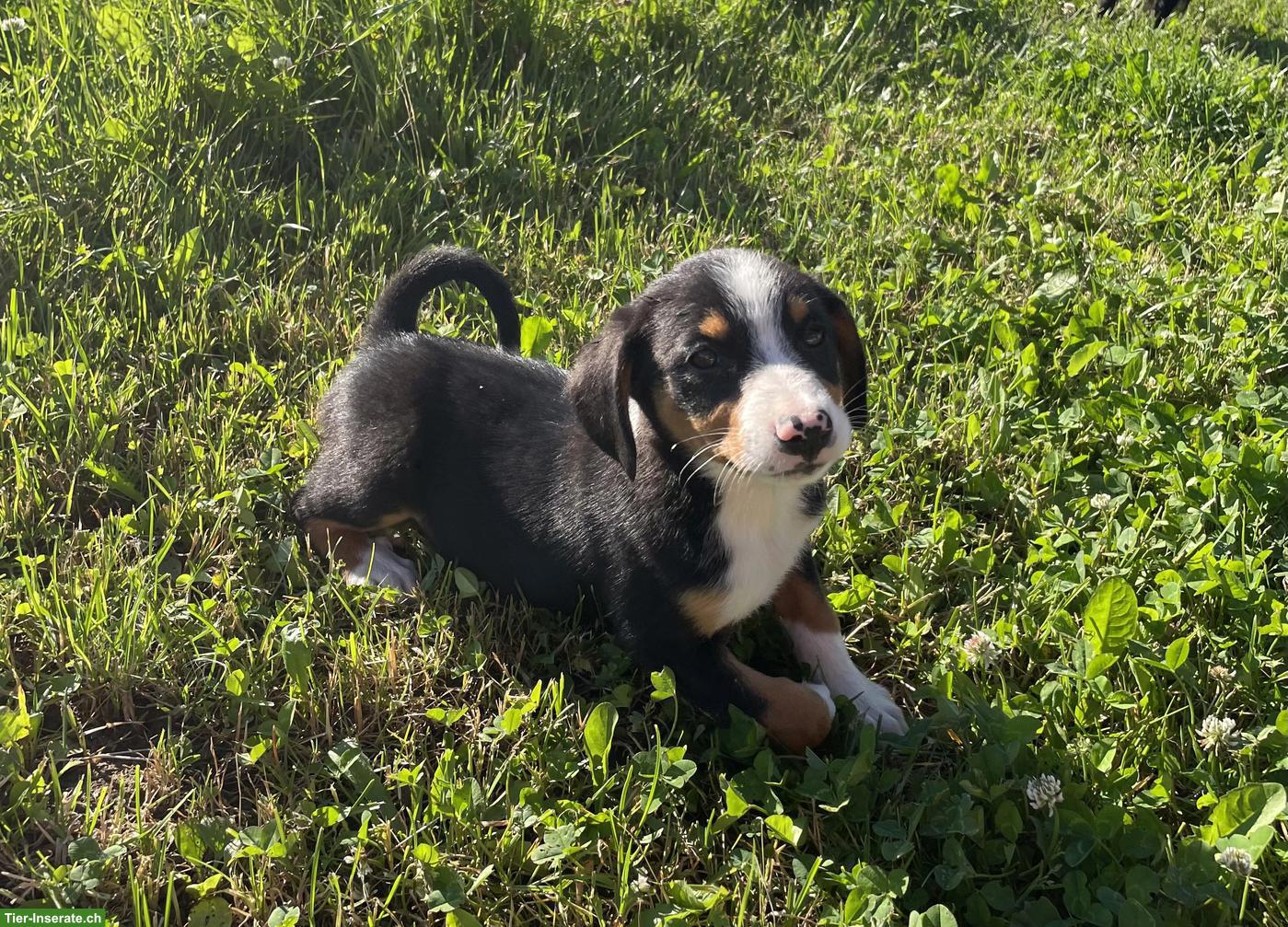 Bild 3: Entlebucher x Appenzeller Sennenhund Mischlingswelpen