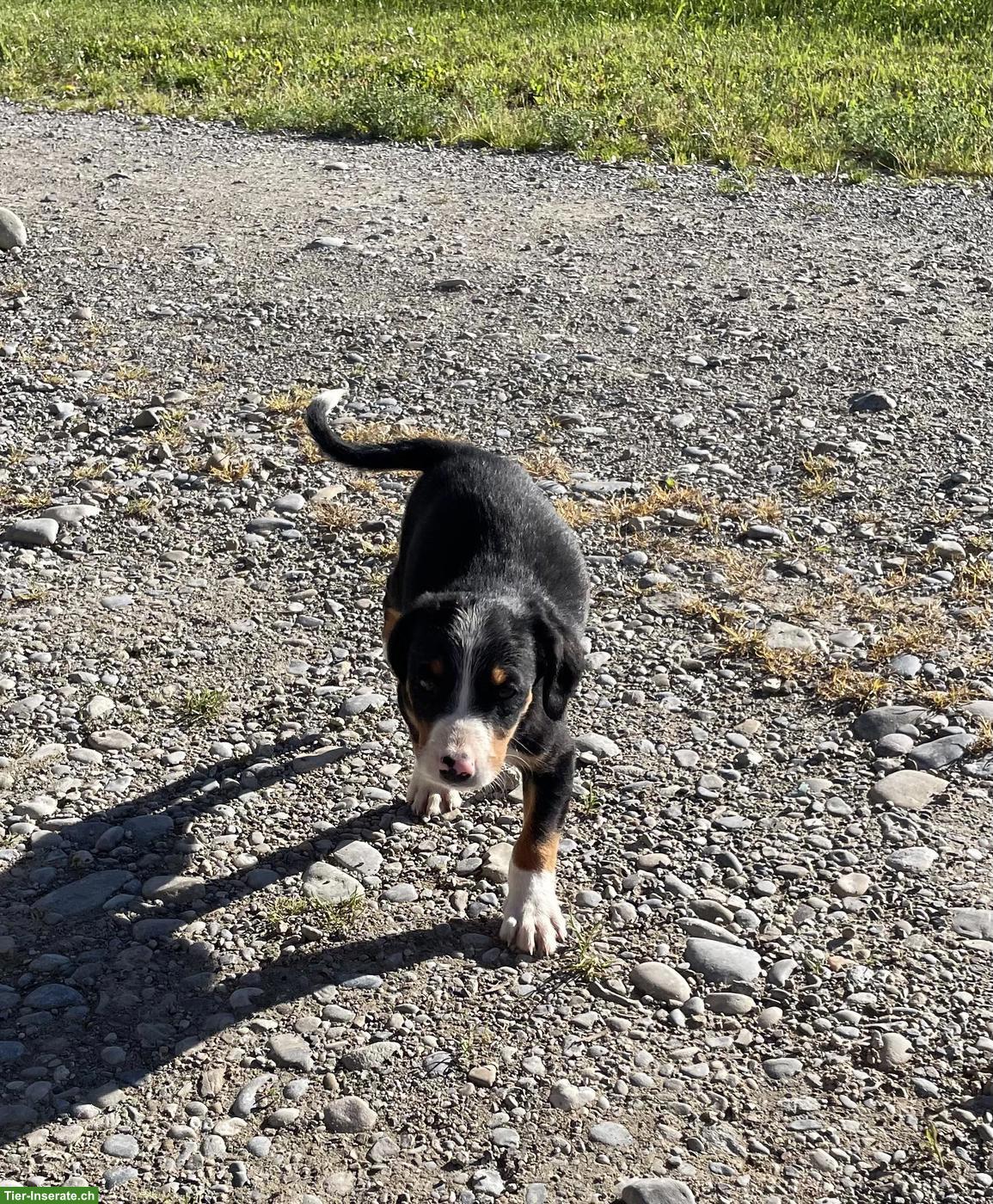 Bild 4: Entlebucher x Appenzeller Sennenhund Mischlingswelpen