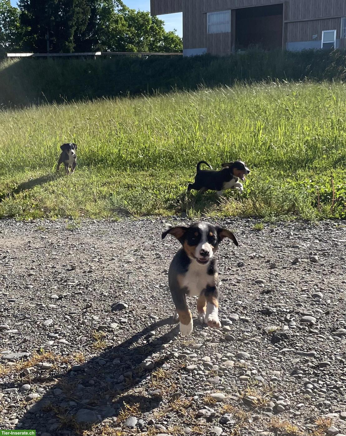 Bild 5: Entlebucher x Appenzeller Sennenhund Mischlingswelpen