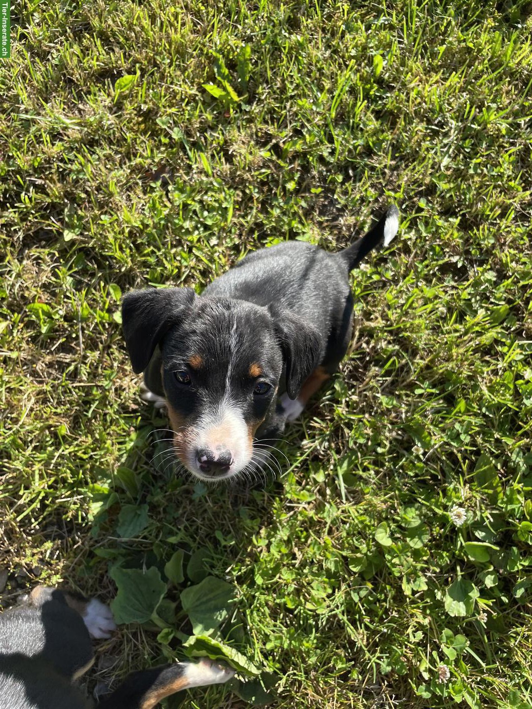 Bild 6: Entlebucher x Appenzeller Sennenhund Mischlingswelpen