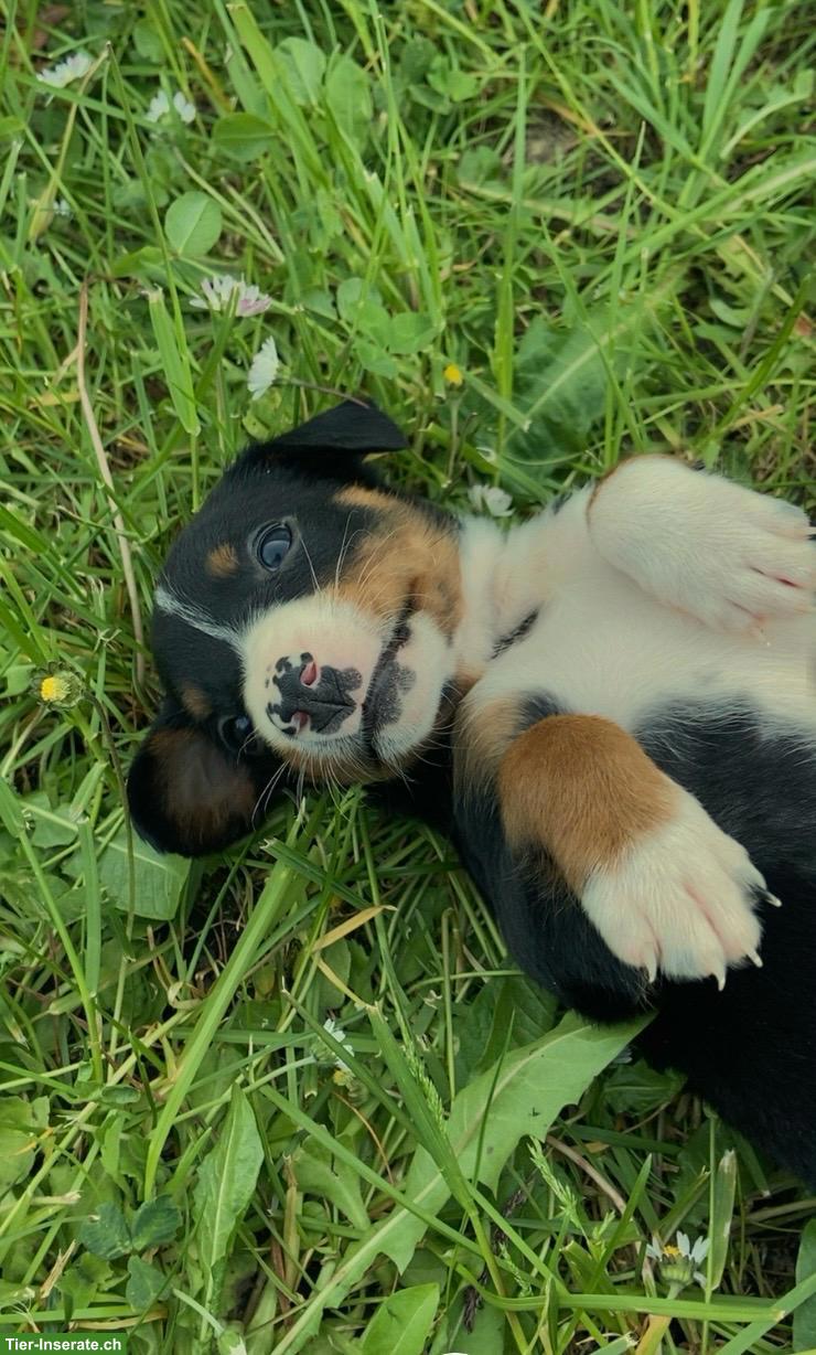 Bild 7: Entlebucher x Appenzeller Sennenhund Mischlingswelpen