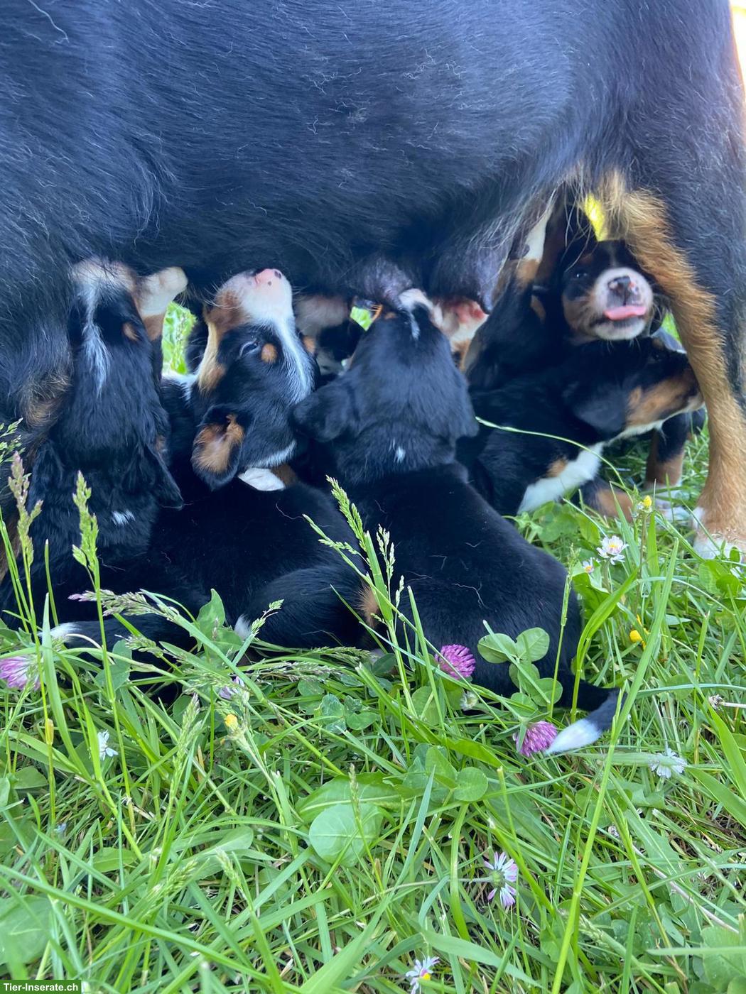 Bild 8: Entlebucher x Appenzeller Sennenhund Mischlingswelpen