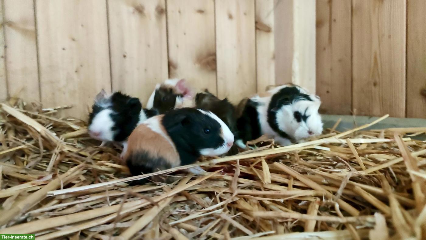 Meerschweinchen Babys suchen liebevolles Zuhause