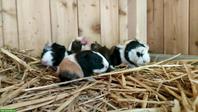 Meerschweinchen Babys suchen liebevolles Zuhause