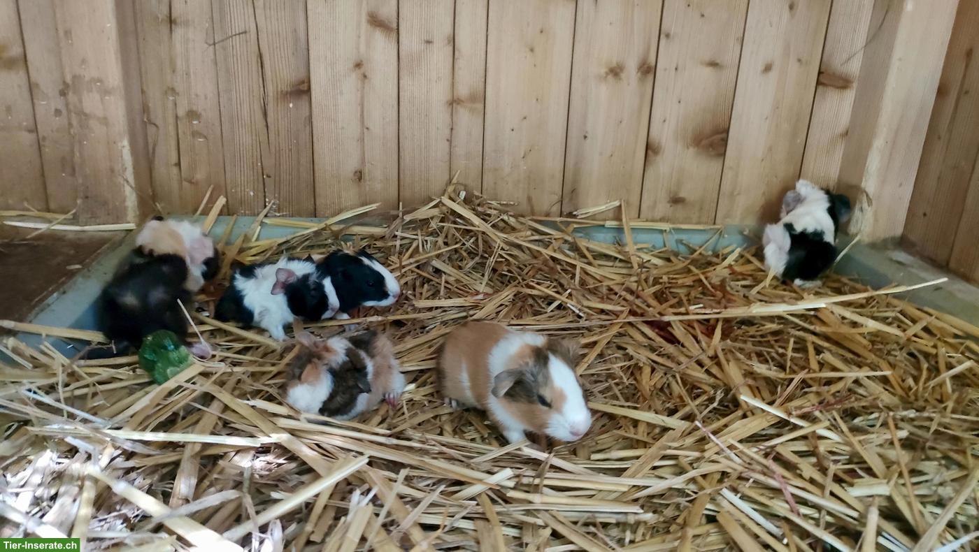 Bild 2: Meerschweinchen Babys suchen liebevolles Zuhause