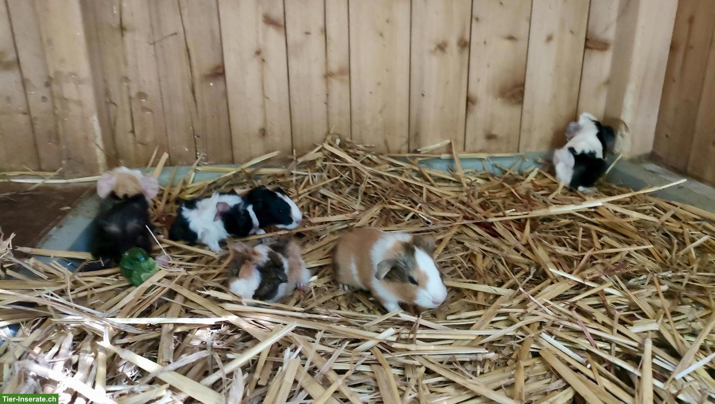 Bild 3: Meerschweinchen Babys suchen liebevolles Zuhause