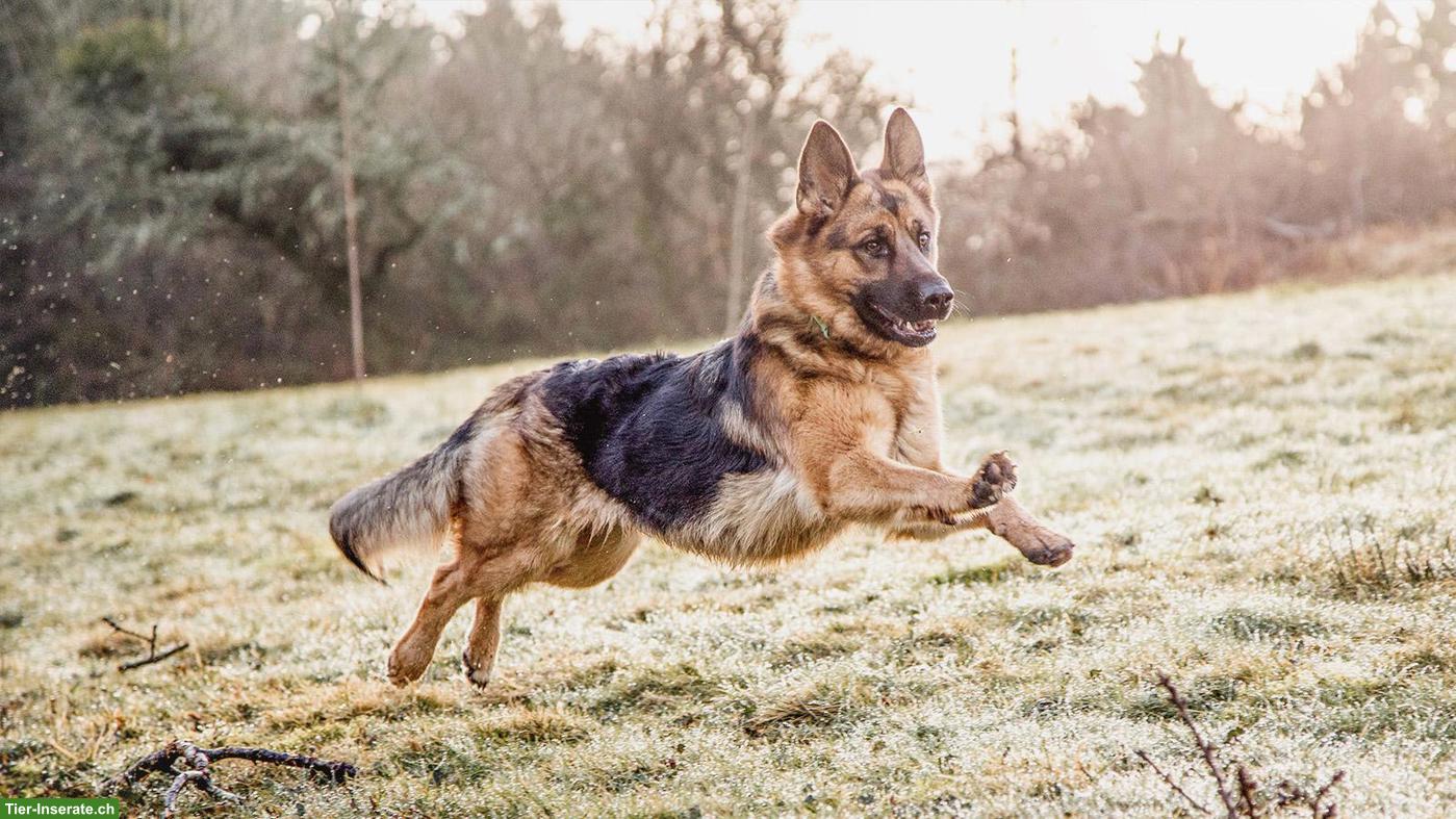 Suche Schäferhund für Hundesport & Nasenarbeit