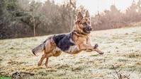 Suche Schäferhund für Hundesport & Nasenarbeit